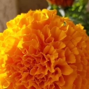 Meet your Posher, Margaret